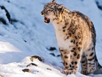 İklim değişiklikliği kar leoparlarını tehdit ediyor