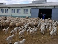 Kangal koyunununa talep yüzde 50 arttı