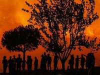 İzmir'de ağaçlık alanda yangın