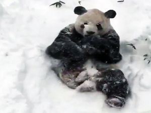 İlk kez kar gören masum panda